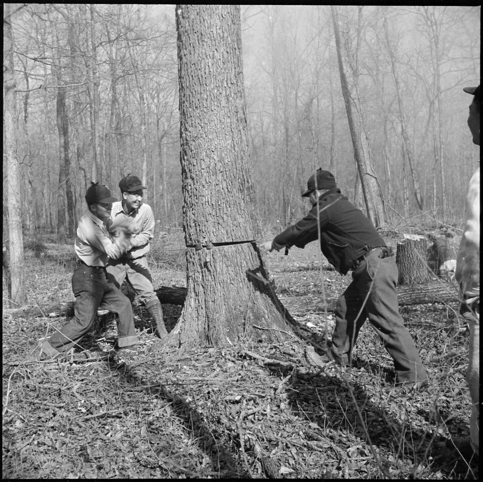 Rohwer Relocation Center, McGehee, Arkansas. Farm workers felling a big Arkansas Red Oak, in the pr . . . - NARA - 539364