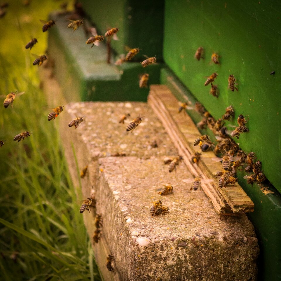 Honey honey stick beehive