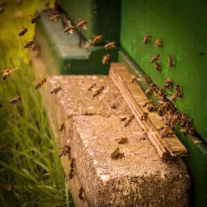 Honey honey stick beehive