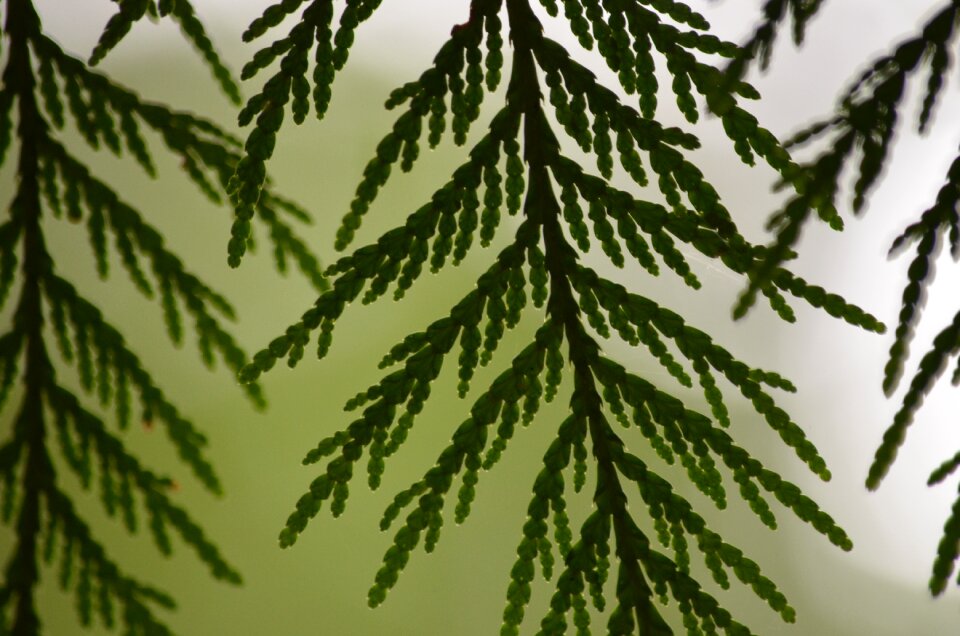 Boughs plant nature