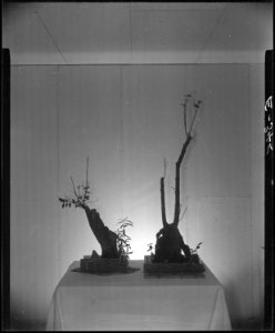 Rohwer Relocation Center, McGehee, Arkansas. Ikebana. An example of the Japanese art of arranging . . . - NARA - 538934
