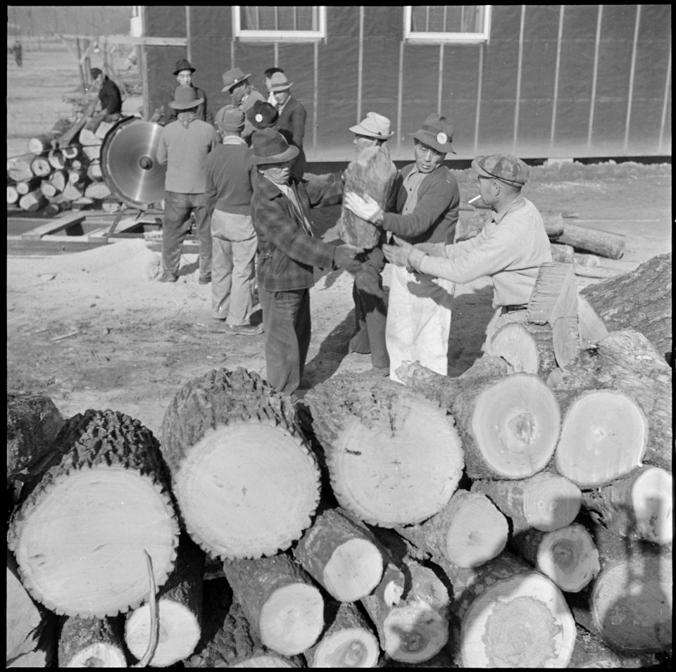 Rohwer Relocation Center, McGehee, Arkansas. Much of the timber cleared from reclaimed farm lands i . . . - NARA - 539363