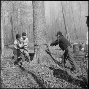 Rohwer Relocation Center, McGehee, Arkansas. Farm workers felling a big Arkansas Red Oak, in the pr . . . - NARA - 539364 photo