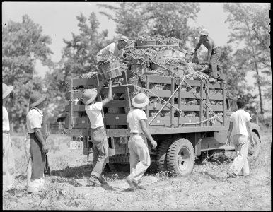 Rohwer Relocation Center, McGehee, Arkansas. One of many truck loads of mustard being harvested by . . . - NARA - 539624 photo