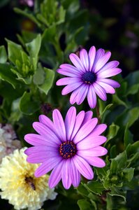 Nature garden blooming