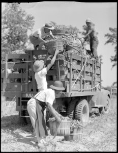 Rohwer Relocation Center, McGehee, Arkansas. Residents of the Rohwer Relocation Center harvest a t . . . - NARA - 539623