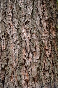 Texture wood forest