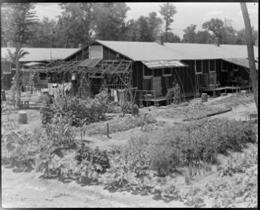 Rohwer Relocation Center, McGehee, Arkansas. One of the many small victory gardens seen throughout . . . - NARA - 539708