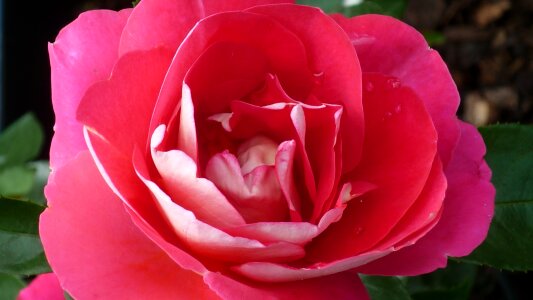 Petals inside white