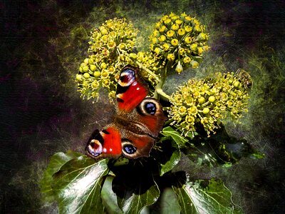 Insect nature animal