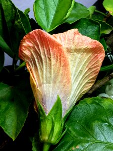Garden spring petals