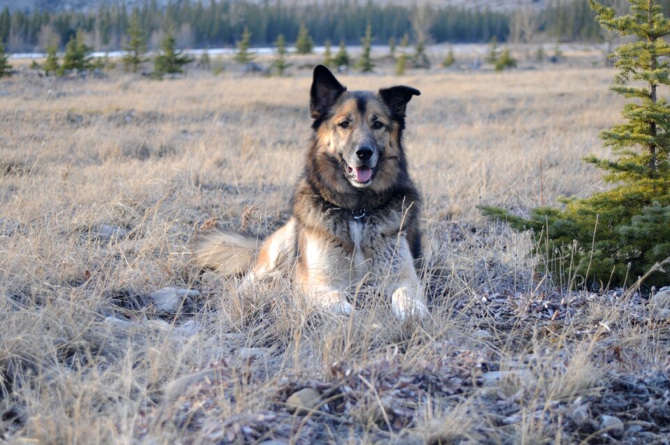 Mammal dog grass photo