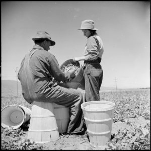 Salinas Valley, Monterey County, California. Piece-time work in peas. A young Oklahoma girl has her hamper looked... - NARA - 532156