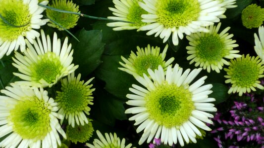 Flowers inside yellow photo