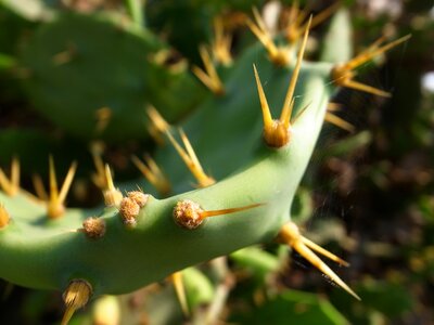 Plant leaf nature