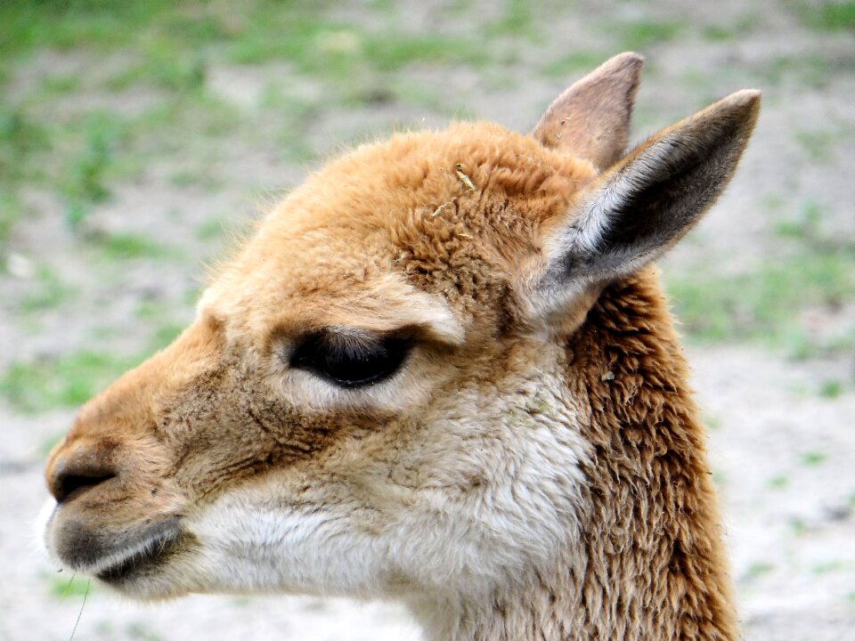 Mammal animal fauna