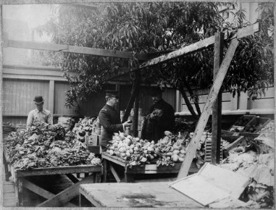 San Francisco Earthquake of 1906, Fresh vegetables and fruits for special diet - NARA - 522938
