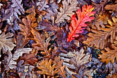 Fallen leaves autumn leaves autumn colors photo