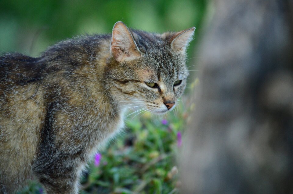 Domestic cat calico cat felina photo