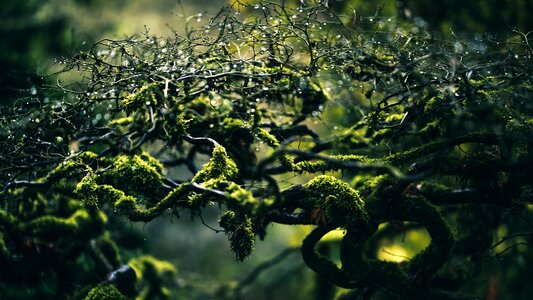 Nature moss branch photo