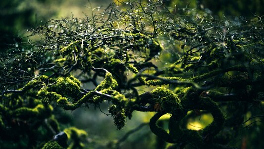 Nature moss branch