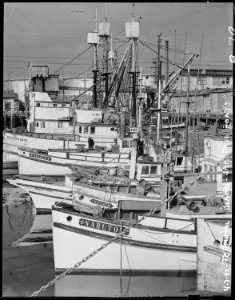San Pedro, California. Part of the fleet of fishing boats operated by residents of Japanese ancestr . . . - NARA - 536828 photo