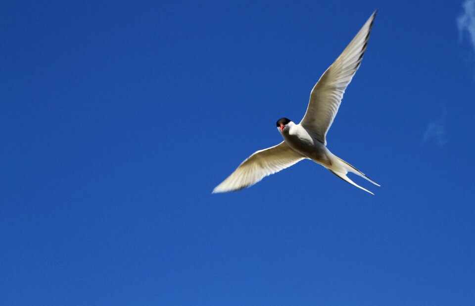 Flight flying wings