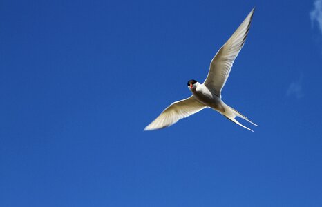 Flight flying wings