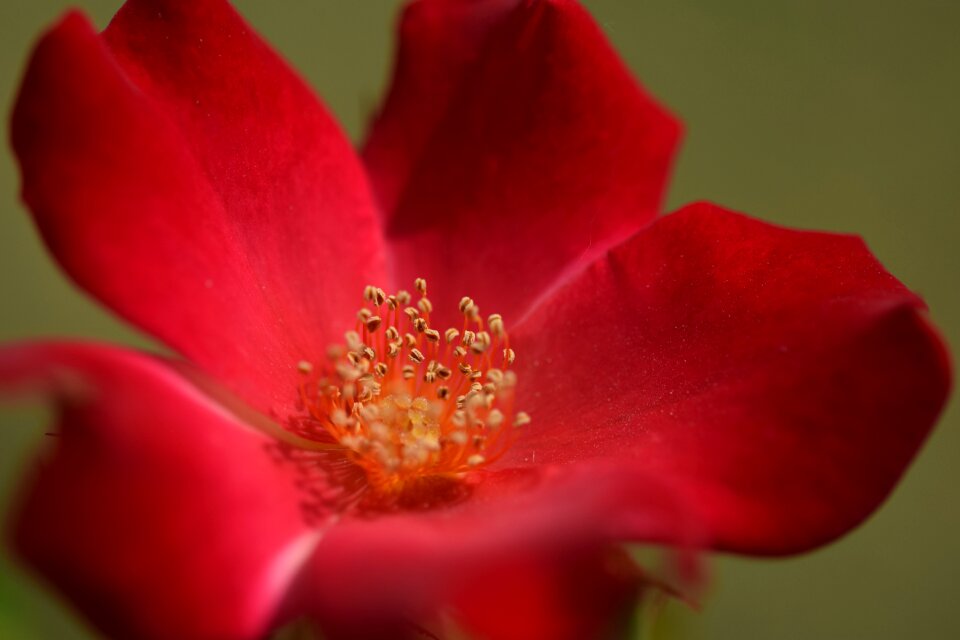 Bloom red rose flower