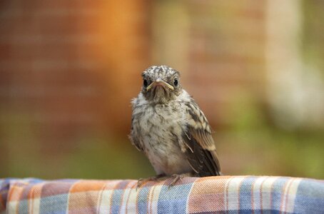 Animal young bird sparrow photo