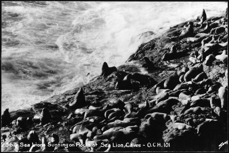 SEA LIONS ON MAINLAND SHORES - NARA - 520123