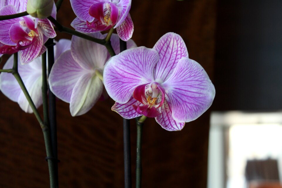 Orchids flower spring