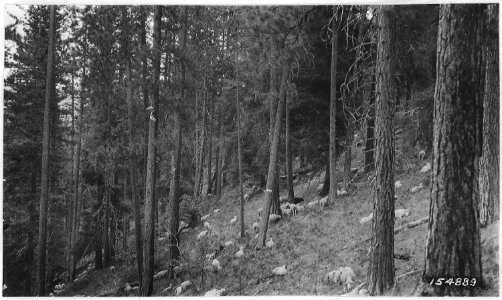 Sheep on Cougar Mountain Allotment, Wenatchee Forest, Washington, 1920. - NARA - 299140