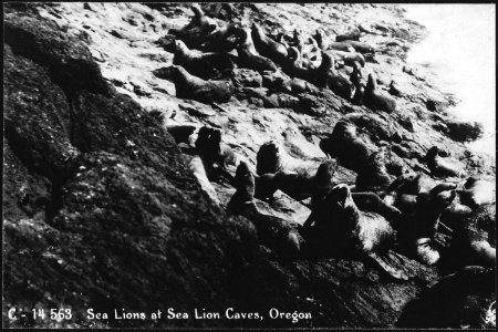 SEA LIONS ON BEACH - NARA - 520124