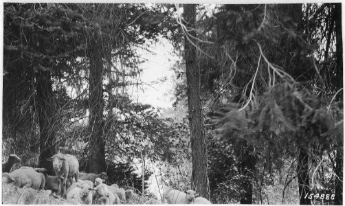 Sheep Bedded, Cougar Mountain Allotment, Wenatchee Forest, 1920. - NARA - 299139