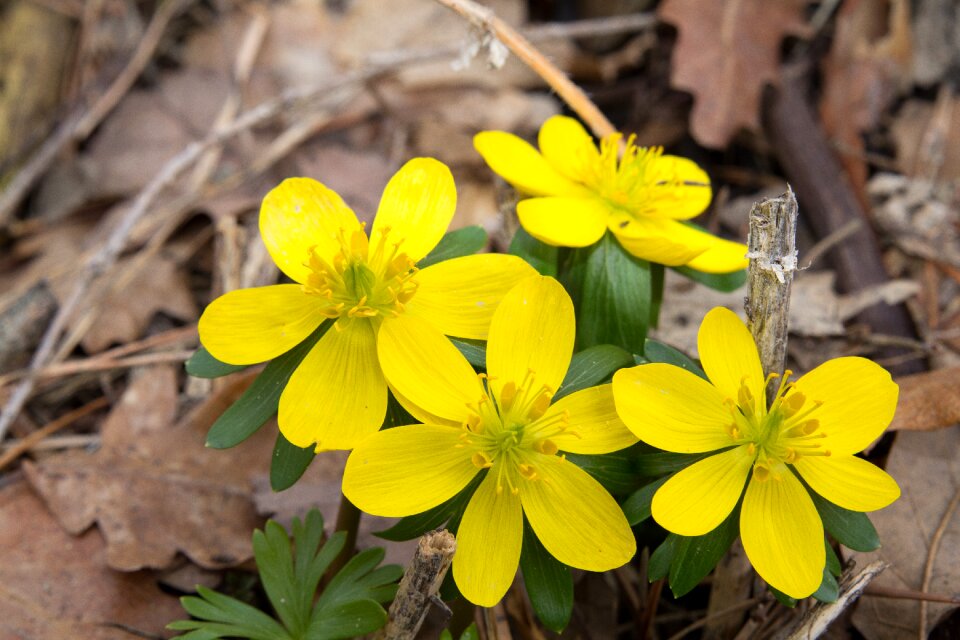 Flower season spring