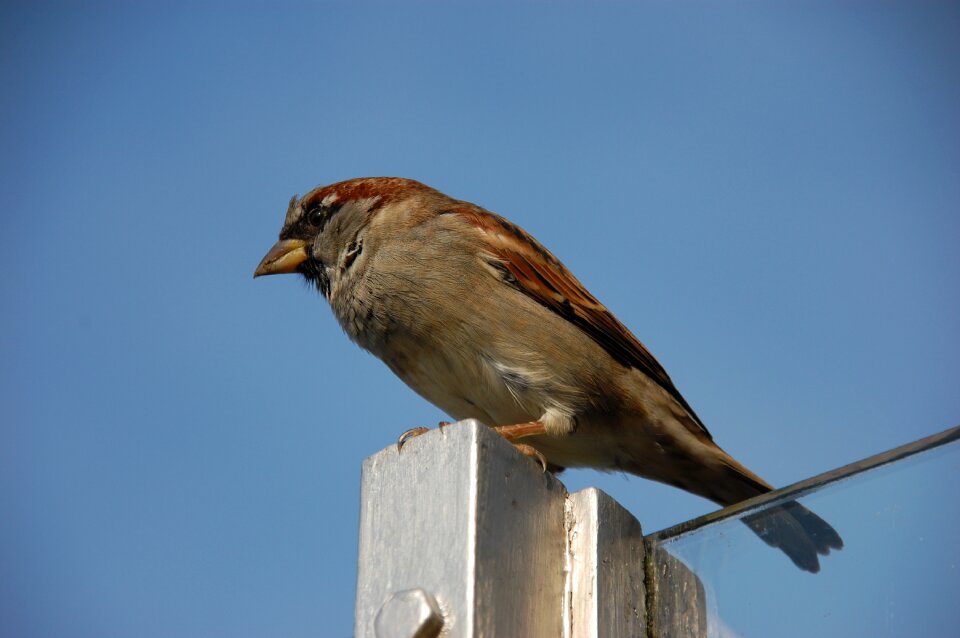 Animal nature sperling