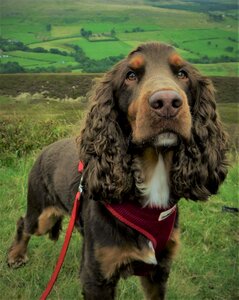 Portrait puppy spaniel