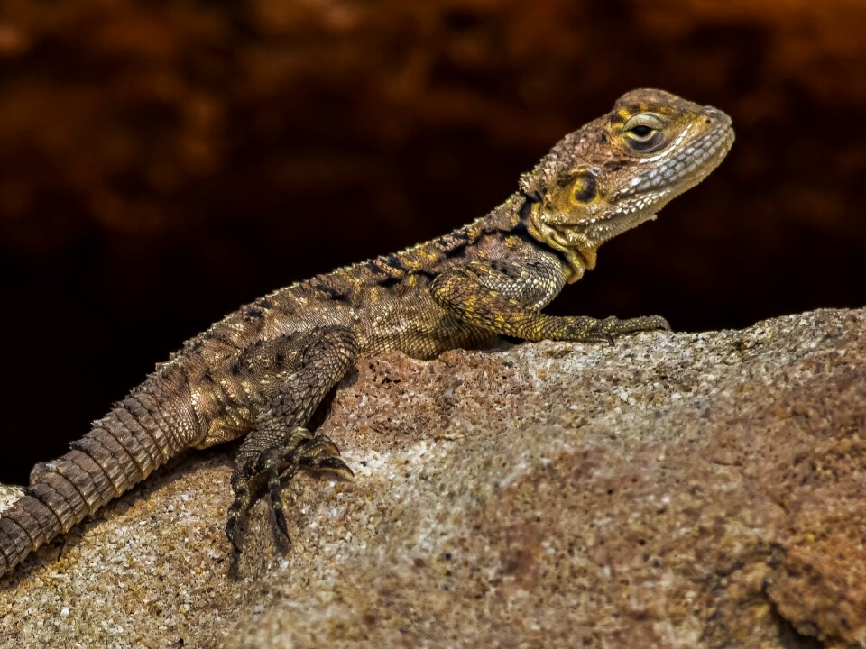 Kurkutas wildlife animal
