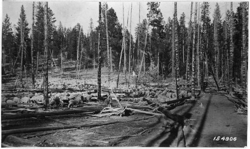 Sheep Leaving Ochoco Forest via Trout Creek, Ochoco Forest, 1916. - NARA - 299144