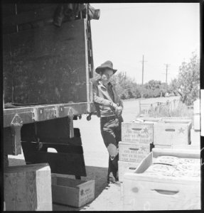 San Leandro, California. Youth on Relief. Everytime they got something good, 'ya don't get a chance to get any. He... - NARA - 532130 photo