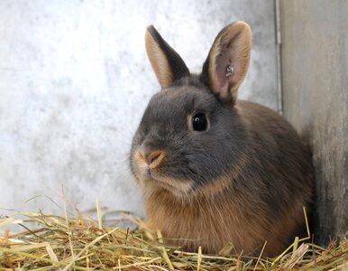 Rodent animal dwarf rabbit