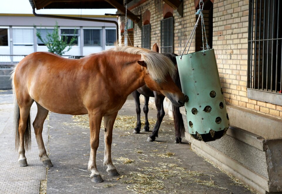 Graze horse cavalry