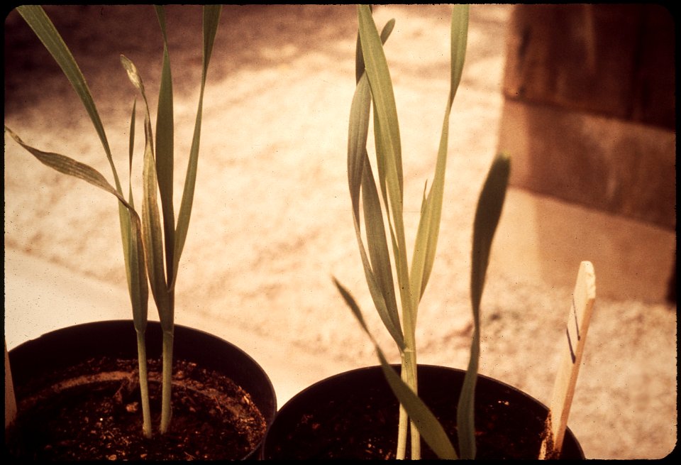 SMOG-DAMAGED PLANT AT THE STATEWIDE AIR POLLUTION RESEARCH CENTER, UNIVERSITY OF CALIFORNIA. PLANT - NARA - 542689