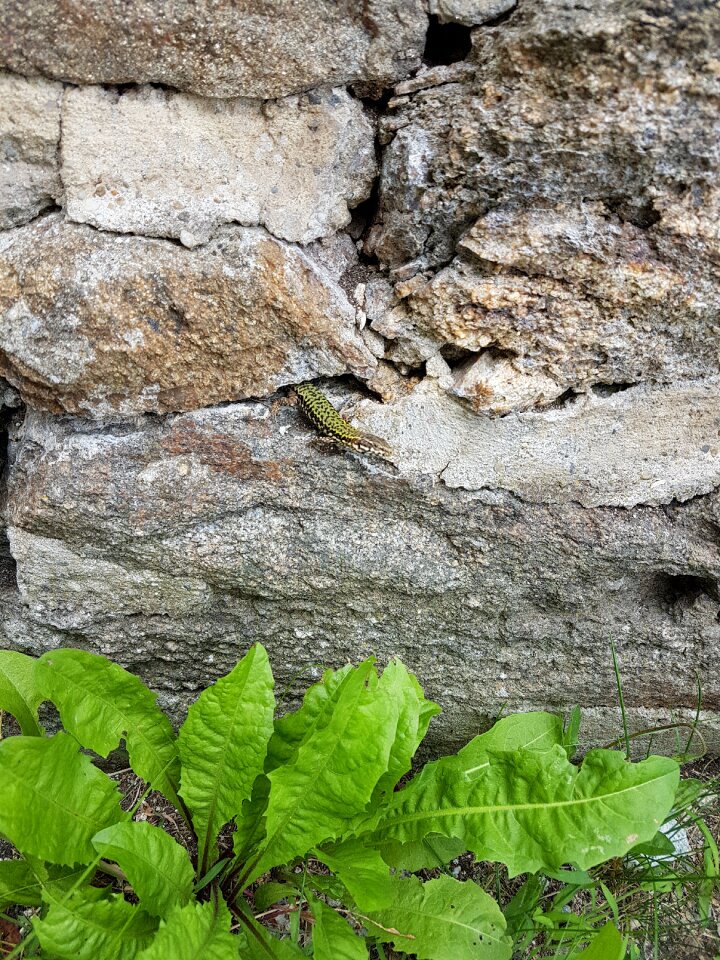 Nature salamander disguised