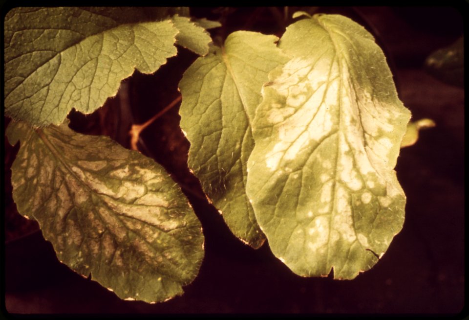 SMOG-DAMAGED PLANT AT THE STATEWIDE AIR POLLUTION RESEARCH CENTER, UNIVERSITY OF CALIFORNIA. PLANT - NARA - 542686