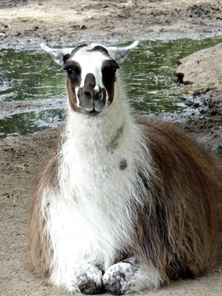 Mammal fauna animal