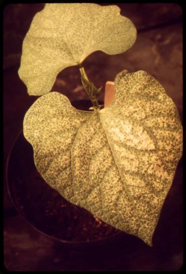 SMOG-DAMAGED PLANT AT THE STATEWIDE AIR POLLUTION RESEARCH CENTER, UNIVERSITY OF CALIFORNIA. PLANT - NARA - 542688