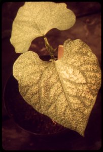 SMOG-DAMAGED PLANT AT THE STATEWIDE AIR POLLUTION RESEARCH CENTER, UNIVERSITY OF CALIFORNIA. PLANT - NARA - 542688 photo