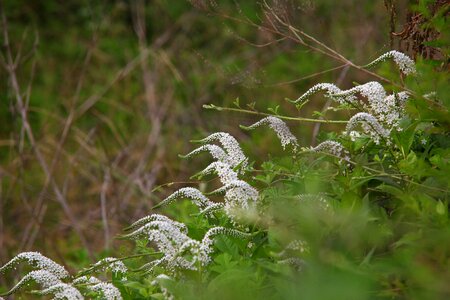 Plants wood flowers